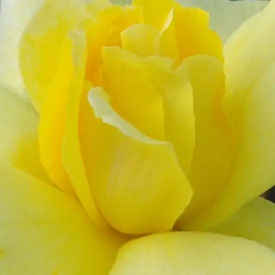 Comanda trandafiri online - Galben - trandafiri târâtori și cățărători, Climber - trandafir cu parfum intens - Rosa Golden Showers® - Dr. Walter Edward Lammerts - Creştere rapidă, cu tulpină puternică
